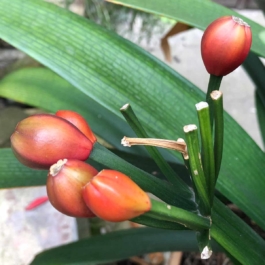 Consolato Generale della Serenissima Repubblica di San Marco