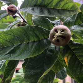 Consolato Generale della Serenissima Repubblica di San Marco